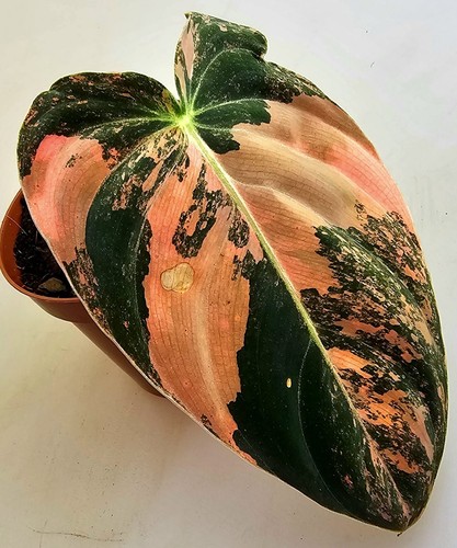 Sehr schöner philodendron - schöner,