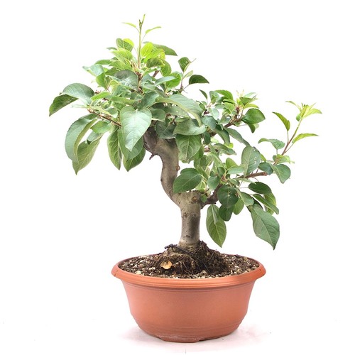 Pre bonsai zierapfel malus - zierapfel, 'malus