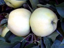 Apfelbaum ANTONOWKA weißer