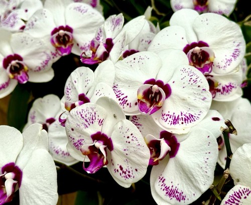 Phalaenopsis white harley - white,