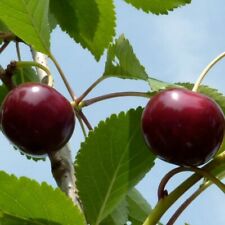 Safir (S) robuste Sauerkirsche