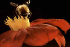 Spenden-AK Jugendherbergs-Spende Motiv Tiere Animals Animal HUMMEL Biene Bee AK