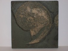 Ammonit Harpoceras elegans