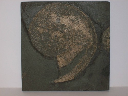 Ammonit harpoceras elegans - harpoceras,