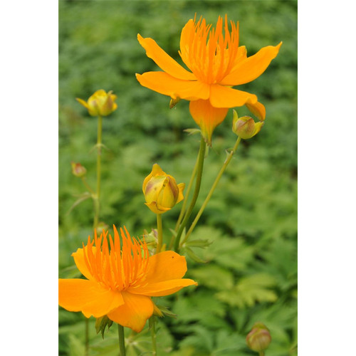 Trollius chinensis golden - trollius,
