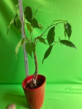 Birkenfeige/Ficus (evtl