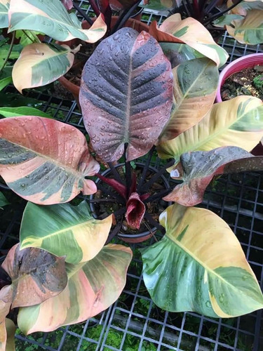 Philodendron black cardinal - black,