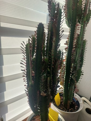 Säulenkaktus euphorbia - säulenkaktus,