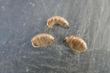 4 St. BACHFLOHKREBS Shrimp #