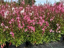 Staude Prachtkerze Gaura lindheimerii "Siskyou Pink" P9