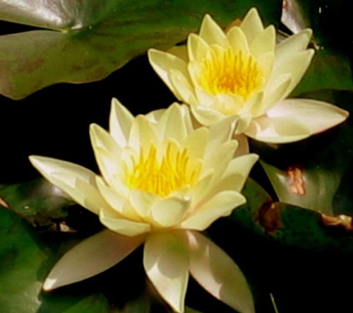Nymphaea marliacea - nymphaea, 'marliacea