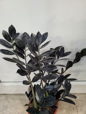 Zamioculcas raven Glücksfeder 5 Blätter Blattstecklinge