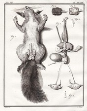 Eichhörnchen Anatomie anatomy Ecureuil squirrel Kupferstich engraving Buffon
