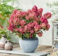 Rispenhortensie PETITE STAR