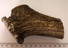 Geweihreste zum Basteln