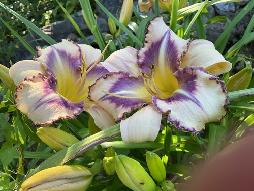 Staude taglilie hemerocallis - taglilie,