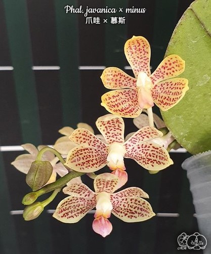 Taiwan orchidee phalaenopsis - taiwan,