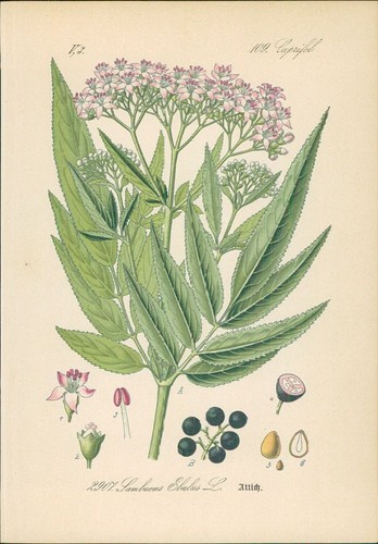 Chromolithographie attich - :,