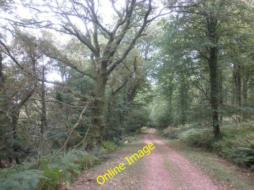 Photo 6x4 forest - 6x4, ride