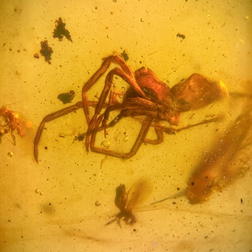 Spinne burmesisch burmit - spinne,