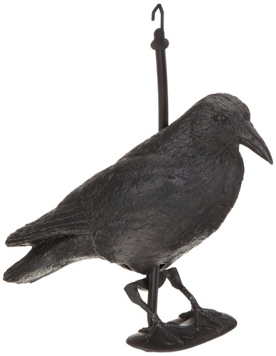 Stück stehende raben - 1,
