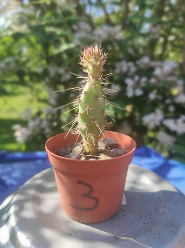 Opuntia winterhart frosthart - opuntia,