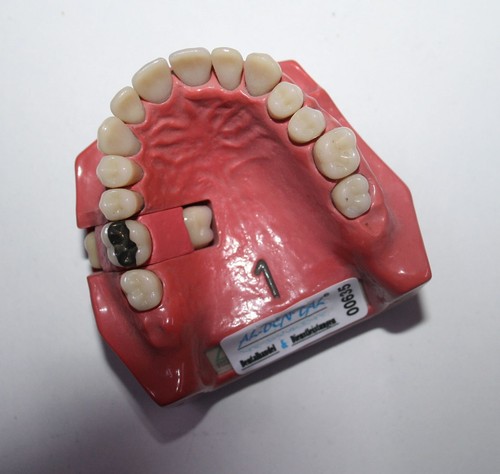 Dent schaumodell - nr., #
