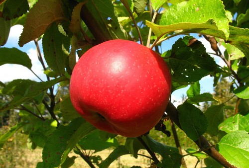 Apfelbaum danziger - apfelbaum, „danziger
