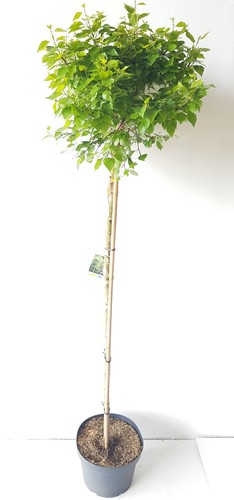 Kugel birke betula magical - kugel-birke,,