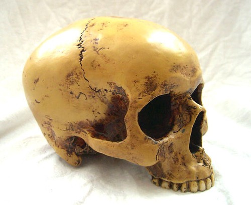 Anatomic scull markus mayer - anatomic,