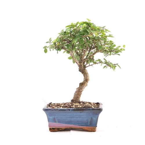 Bonsai chinesische ulme - chinesische,
