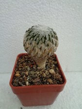 Pelecyphora aseliformis über