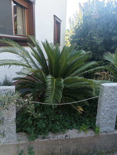 Cycas revoluta zwergpalme - cycas,
