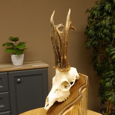 Rehgeweih aktuelles Gewicht