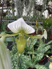 Orchidee Paphiopedilum Maudiae alba, blühende Pflanzen 