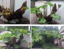 Riesen-Mammutblatt selten