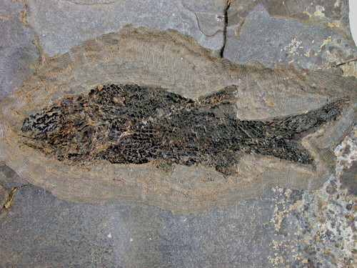 Perm paramblypterus gelberti - perm,