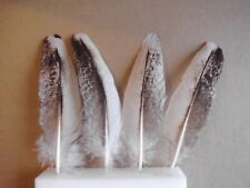 4  weiß-bunte Pfauenfedern  17 cm  lang,  Basteln,  Floristik