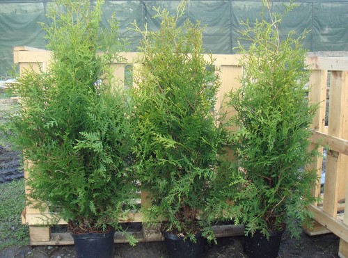 Thuja occidentalis brabant - thuja,