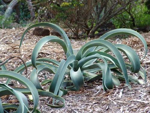 Tintenfisch oktopus agave - -,