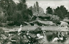 Ansichtskarte Hamburg Carl Hagenbeck Tierpark Stellingen Vogelteich (Nr.9807)