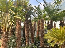 100-350 cm Stammlänge! XXL Hanfpalme Trachycarpus Fortunei, winterhart -19°C