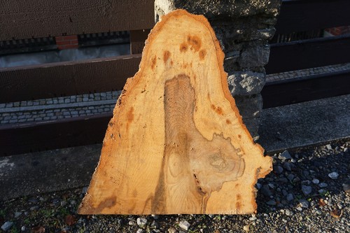 Baumscheibe holzscheibe - baumscheibe,