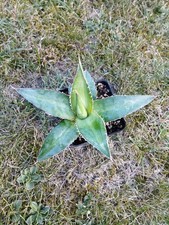 Agave kerchovei v. Huajuapan Red