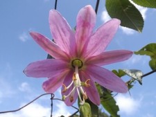 Bananen - Passionsblume Curuba