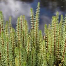 Wasserpflanzen Wolff im 11cm