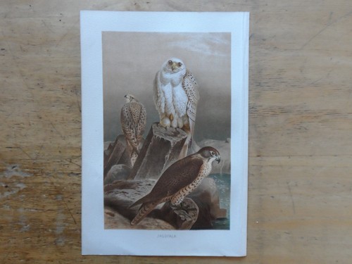 Orig chromolithographie - orig.(1892),