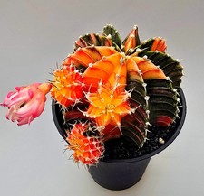 Großer Ausgefallener