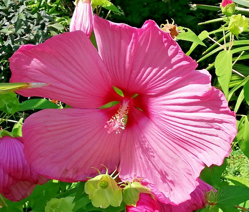 Samen der riesen - riesen, hibiskus