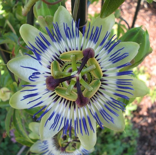 Super blumen samen - super,